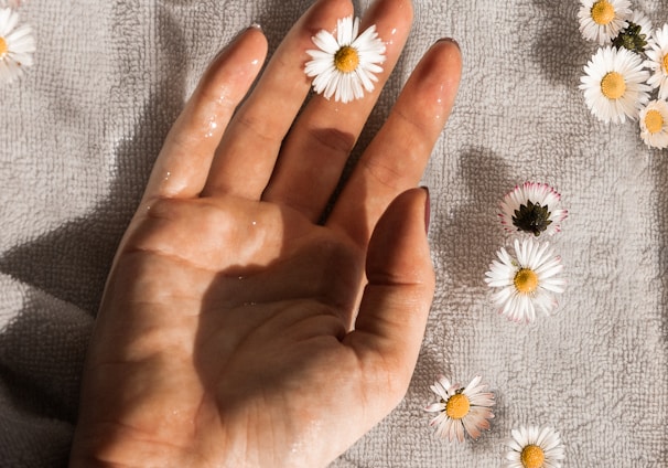 person holding white daisy flowers