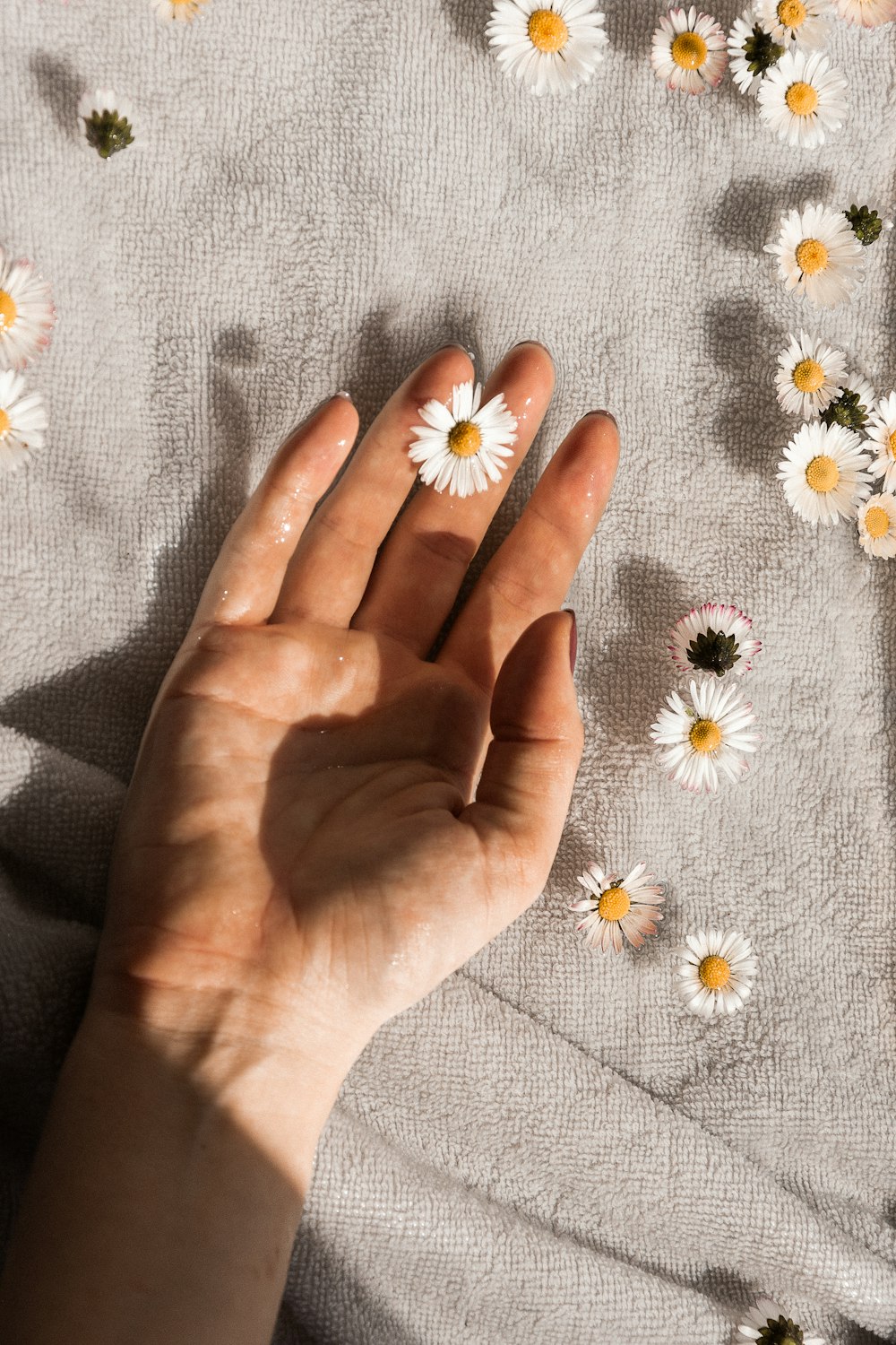 person holding white daisy flowers