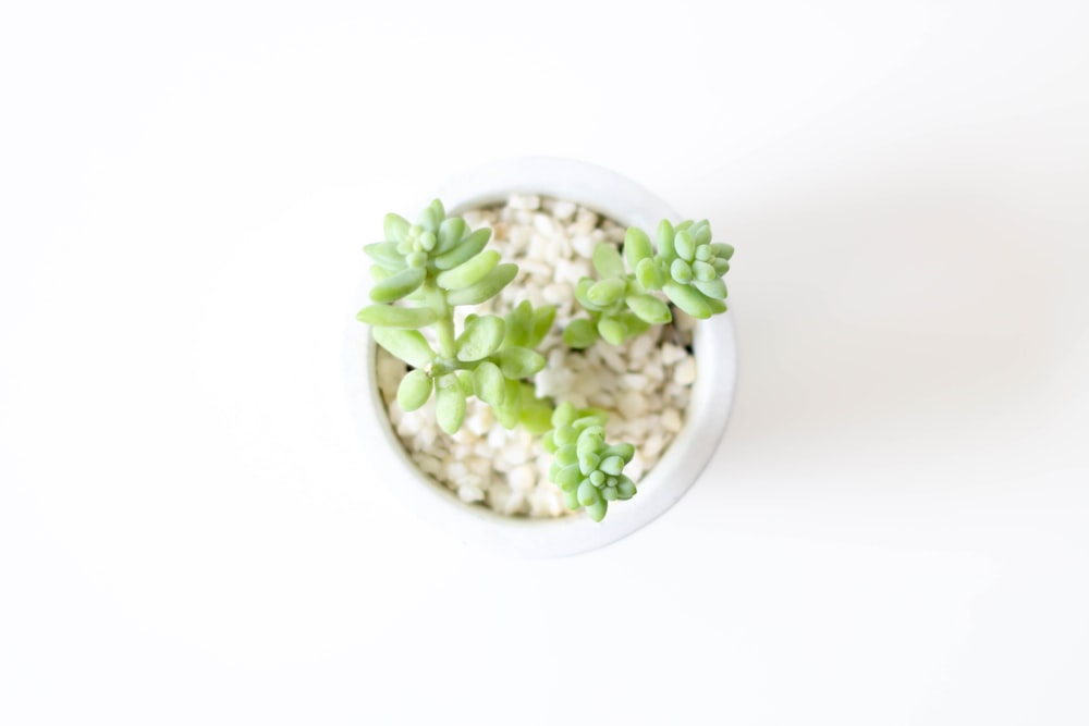 흰색 세라믹 그릇에 녹색 식물
