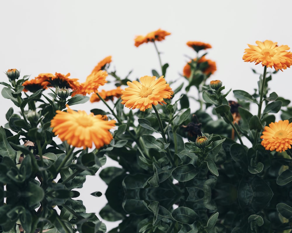 yellow flowers with green leaves