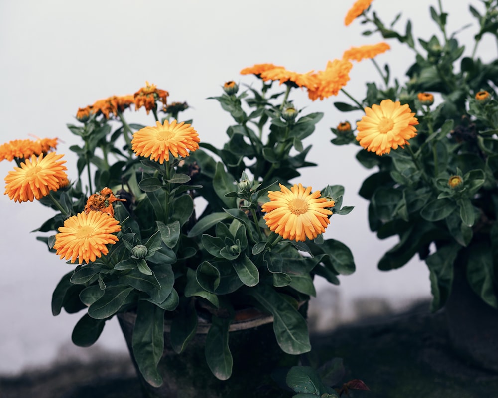 yellow and orange flowers in green vase