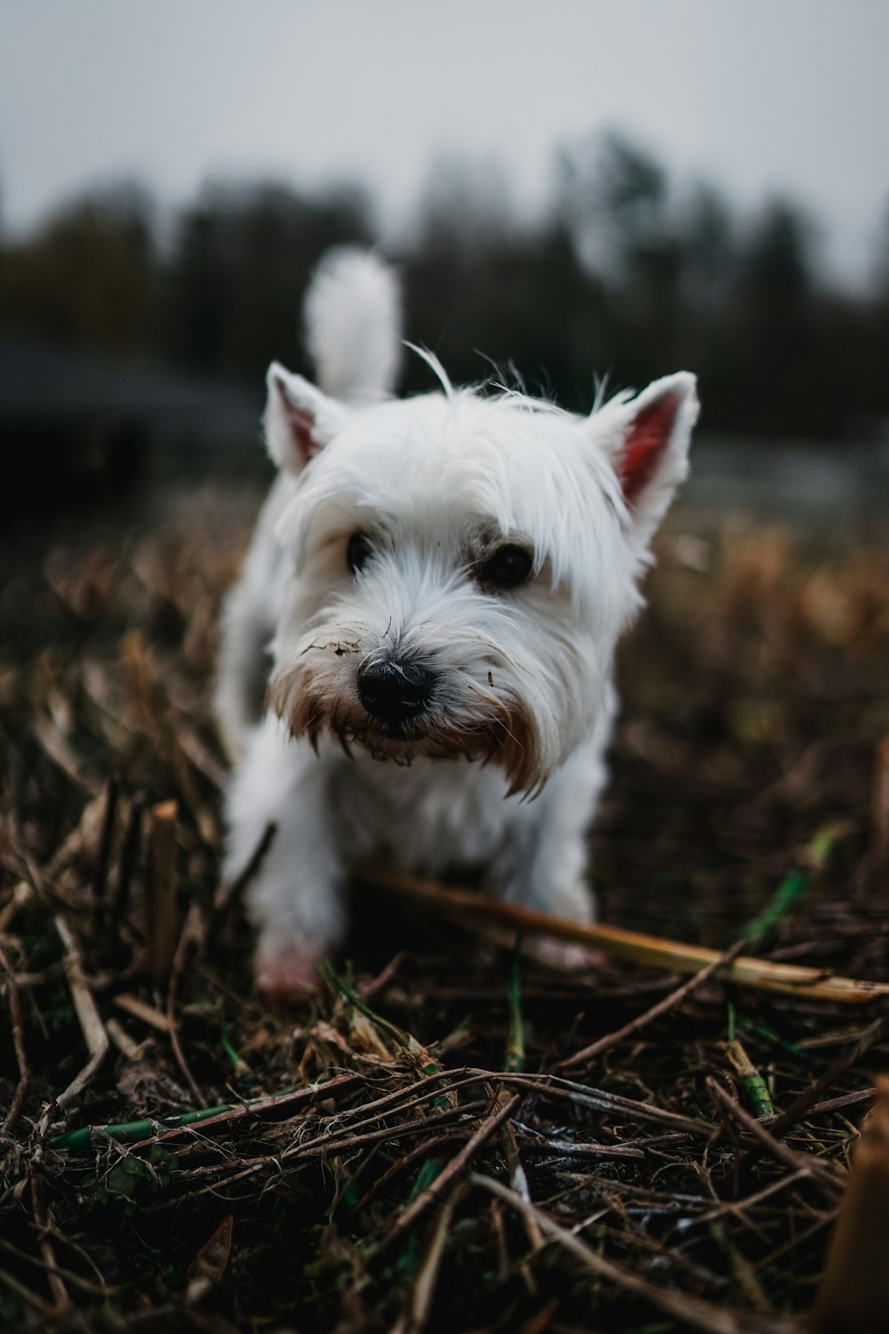 緑の芝生の上の白いロングコートの小型犬