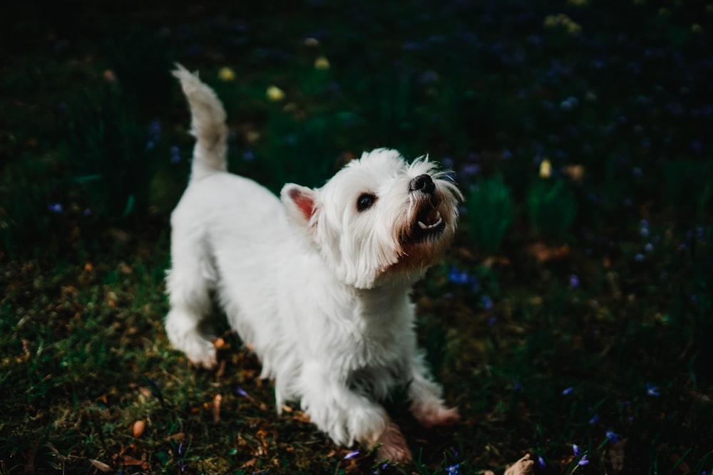 weißer langhaariger kleiner Hund, der tagsüber auf braunem Boden spazieren geht