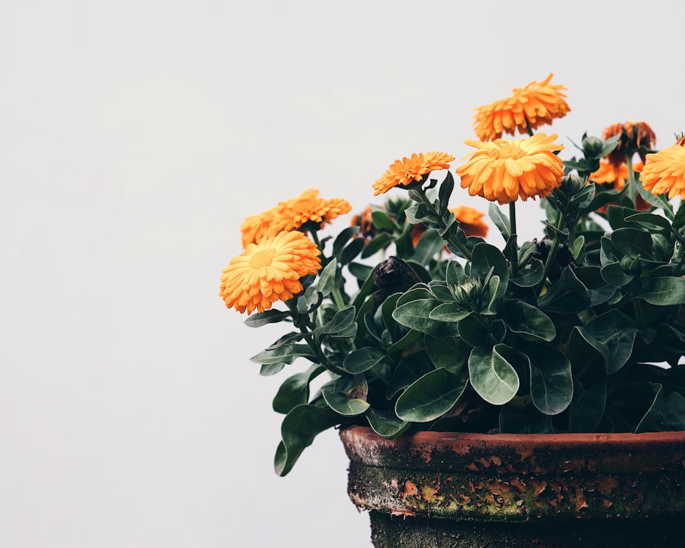 orange and yellow flowers on brown clay pot