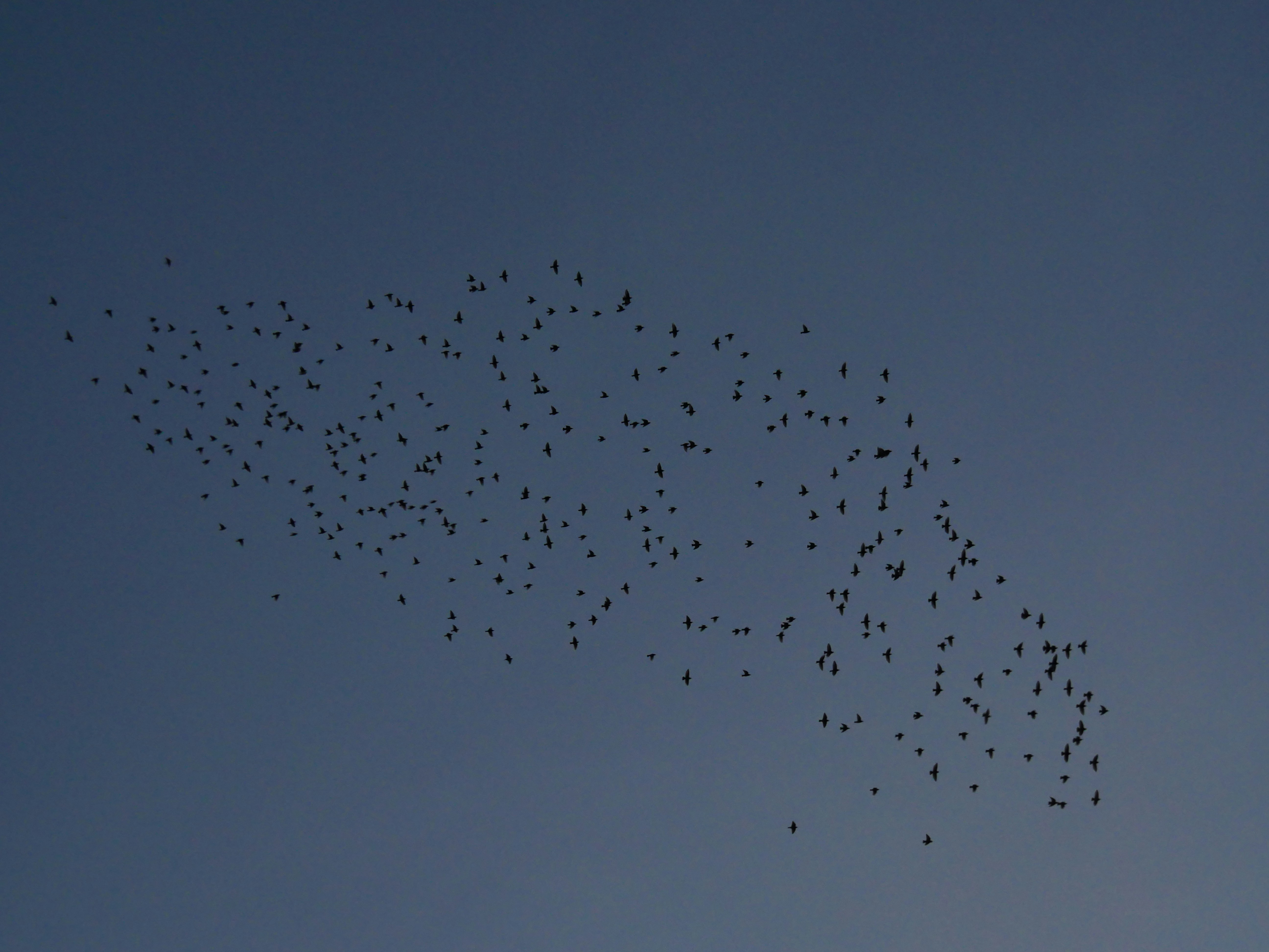 white and black birds flying during night time