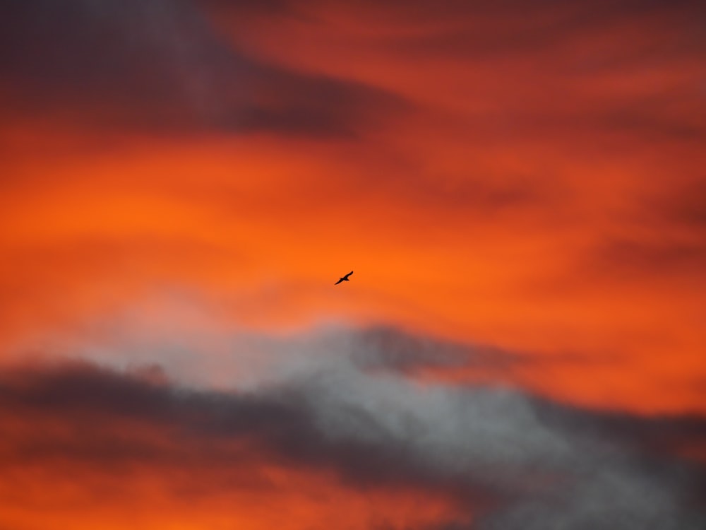 bird flying under orange clouds