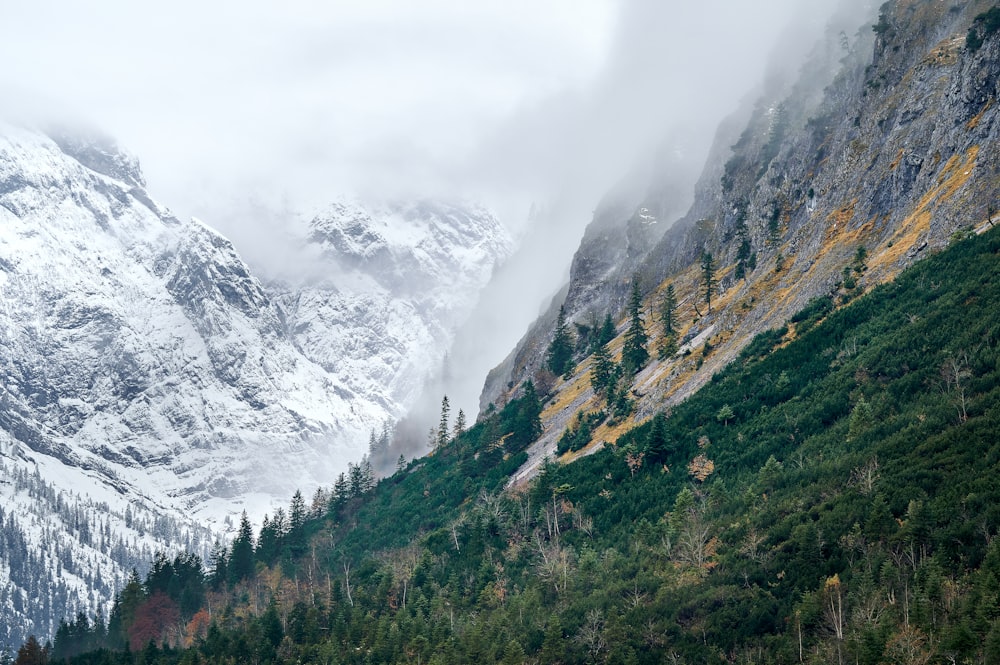 árboles verdes en la montaña bajo el cielo blanco durante el día