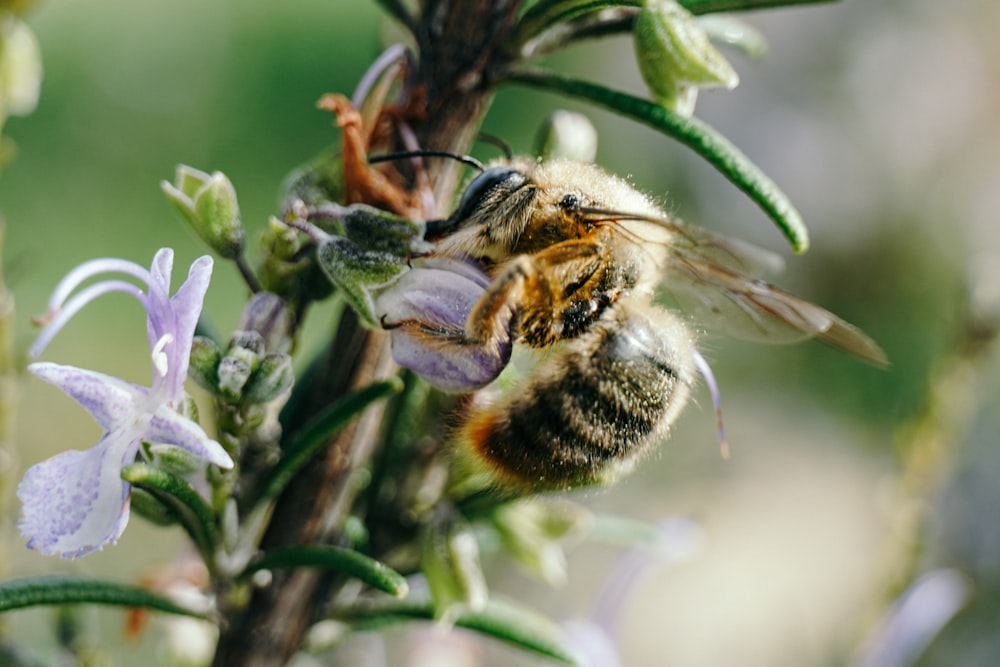 abeille noire et jaune sur fleur violette