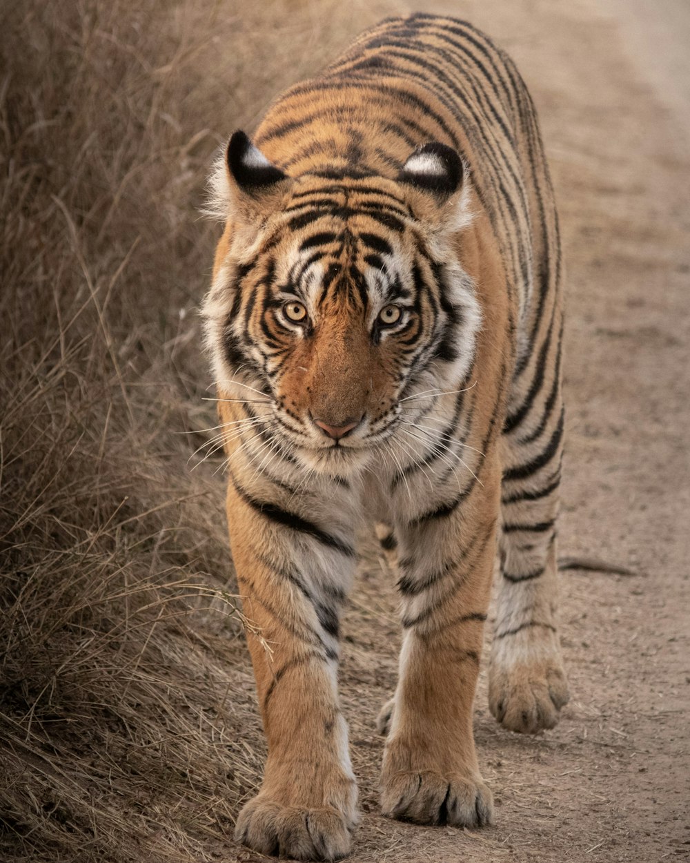 tigre che cammina sull'erba marrone
