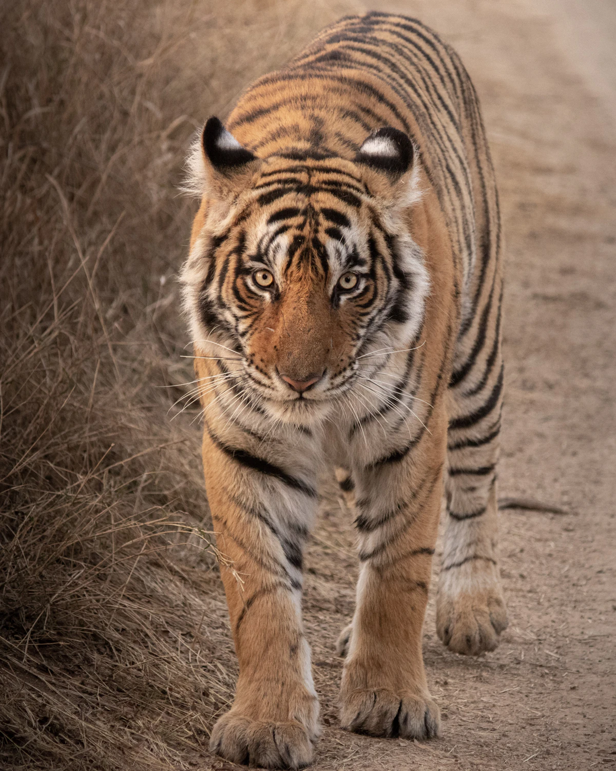 Bengal tiger walking in Ranthambhore National Park