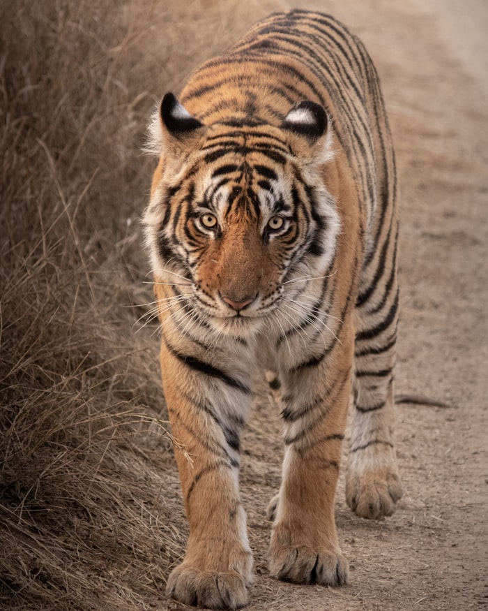 Bengal tiger in tall grass
