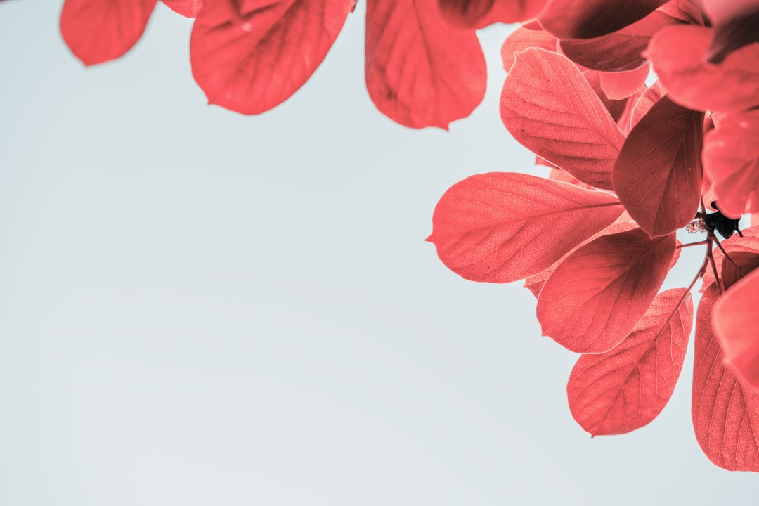 red flower petals on white background