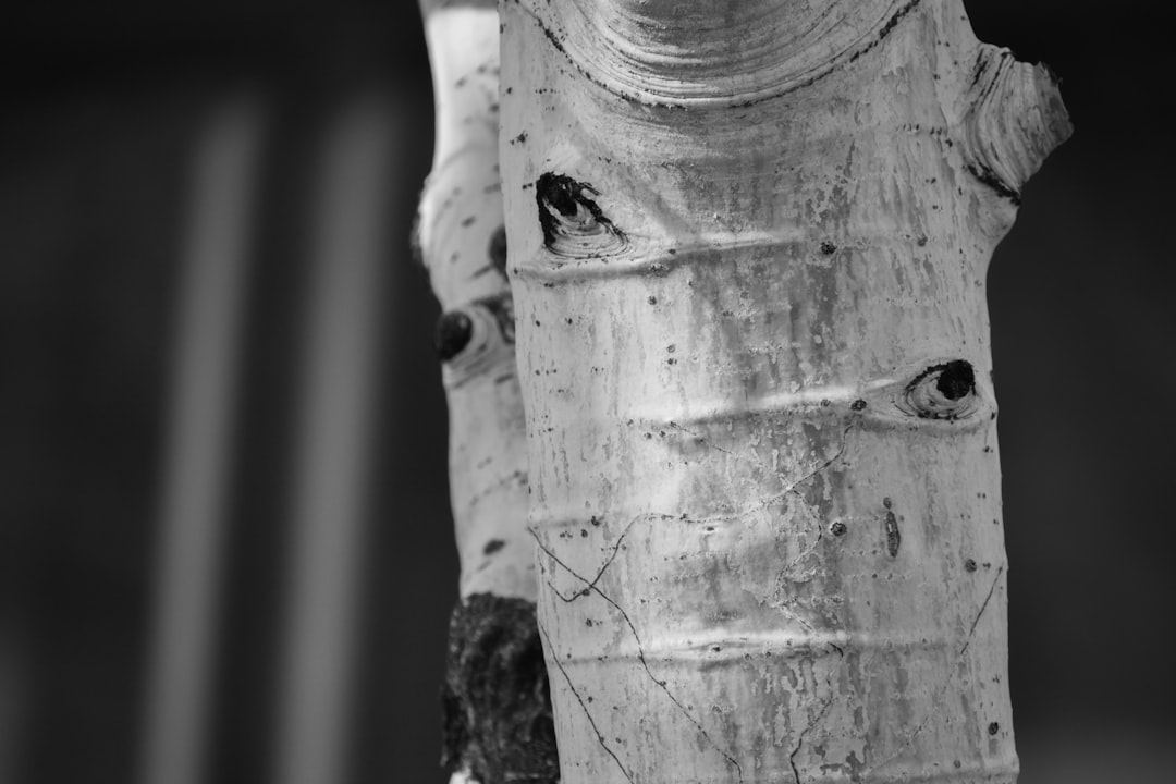 grayscale photo of wood trunk