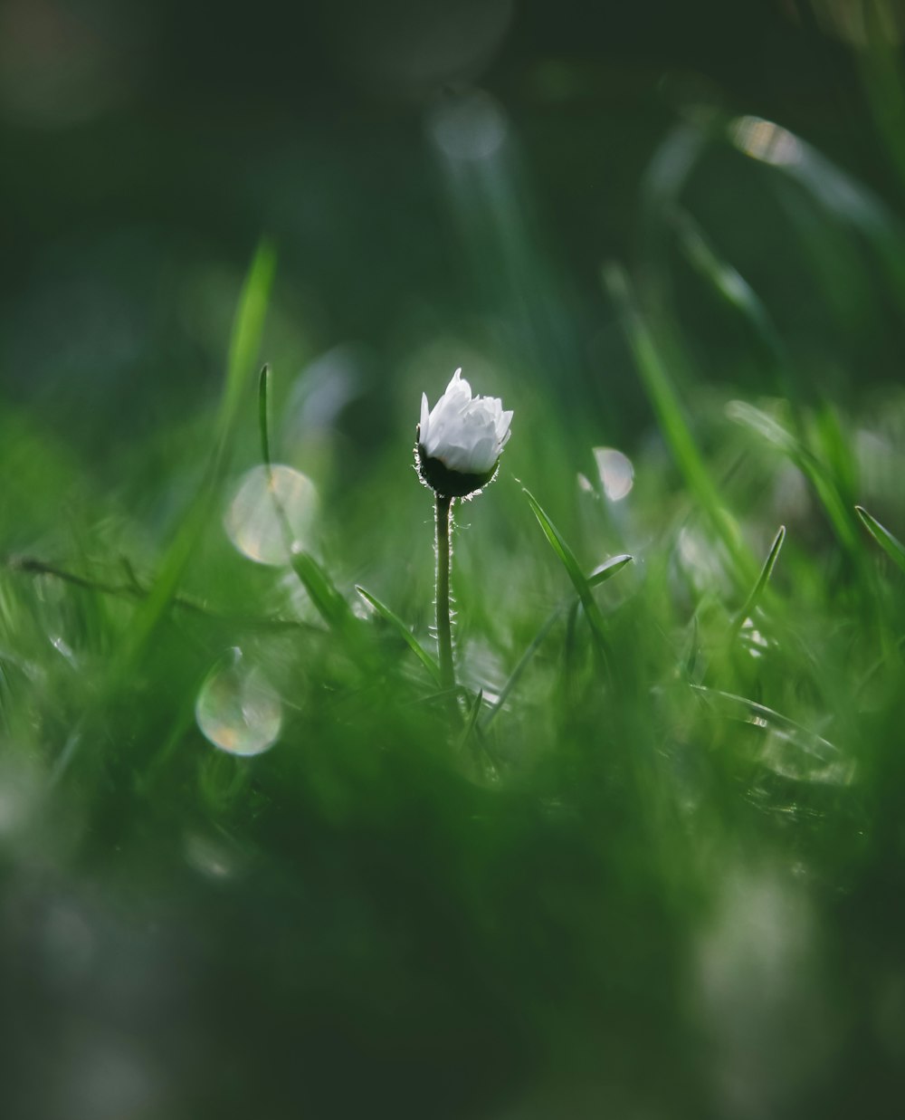 flor branca na grama verde