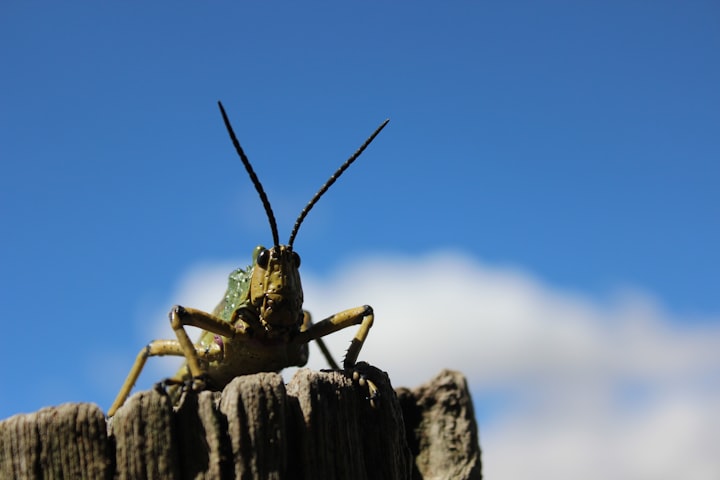 Grasshopper Mind