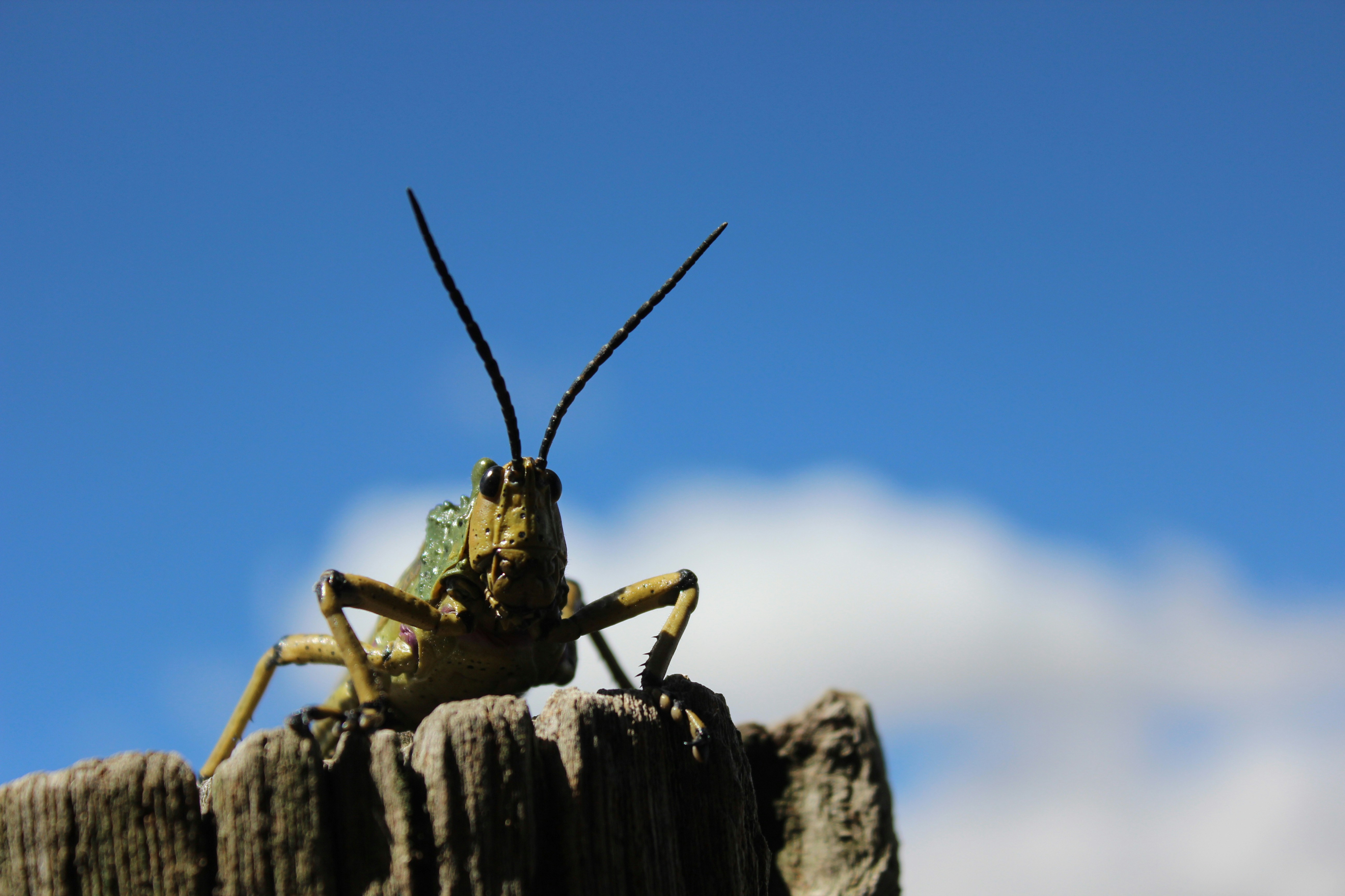 Wild Grasshopper, beautiful