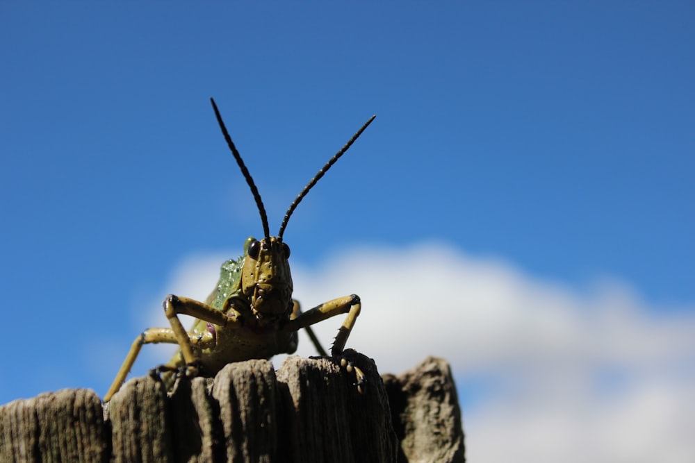 green grasshopper on brown wood during daytime