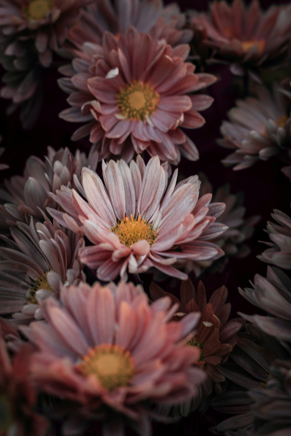 pink and white flower in close up photography