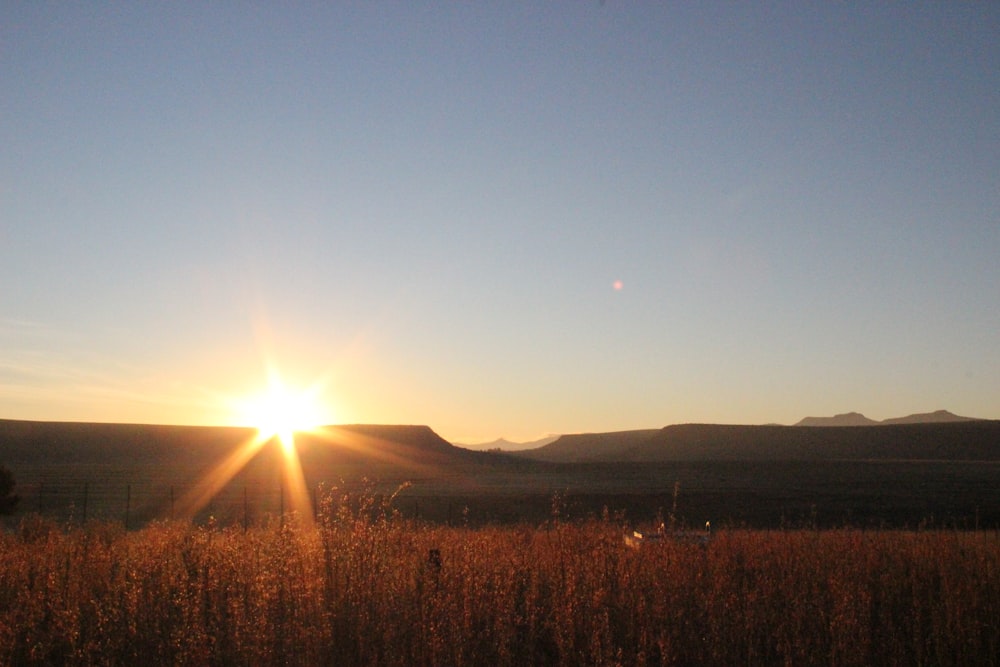 brown grass field during sunrise