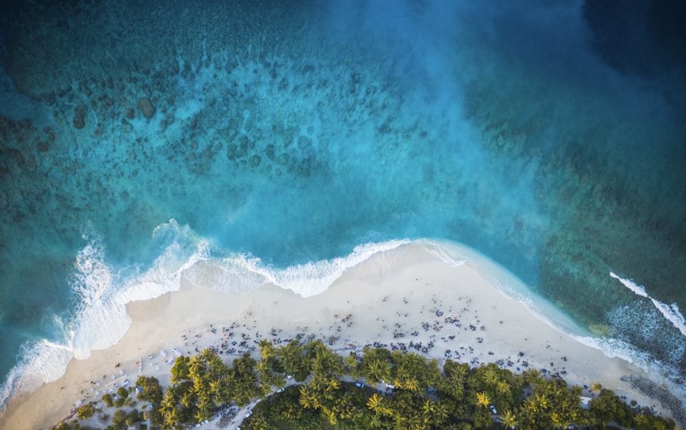 aerial view of green trees and white sand beach during daytime