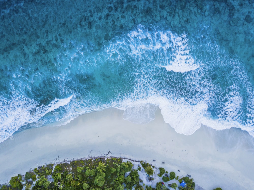 aerial view of green trees and white sand beach