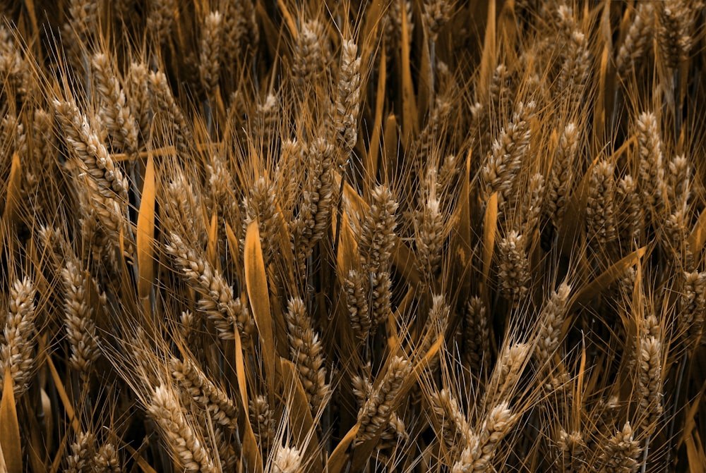 brown wheat field during daytime