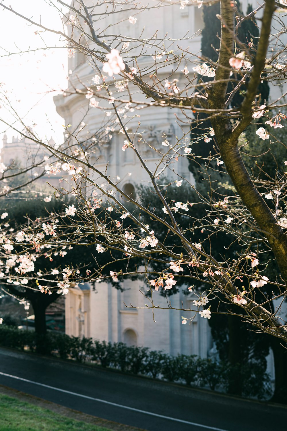 brown tree with white flowers