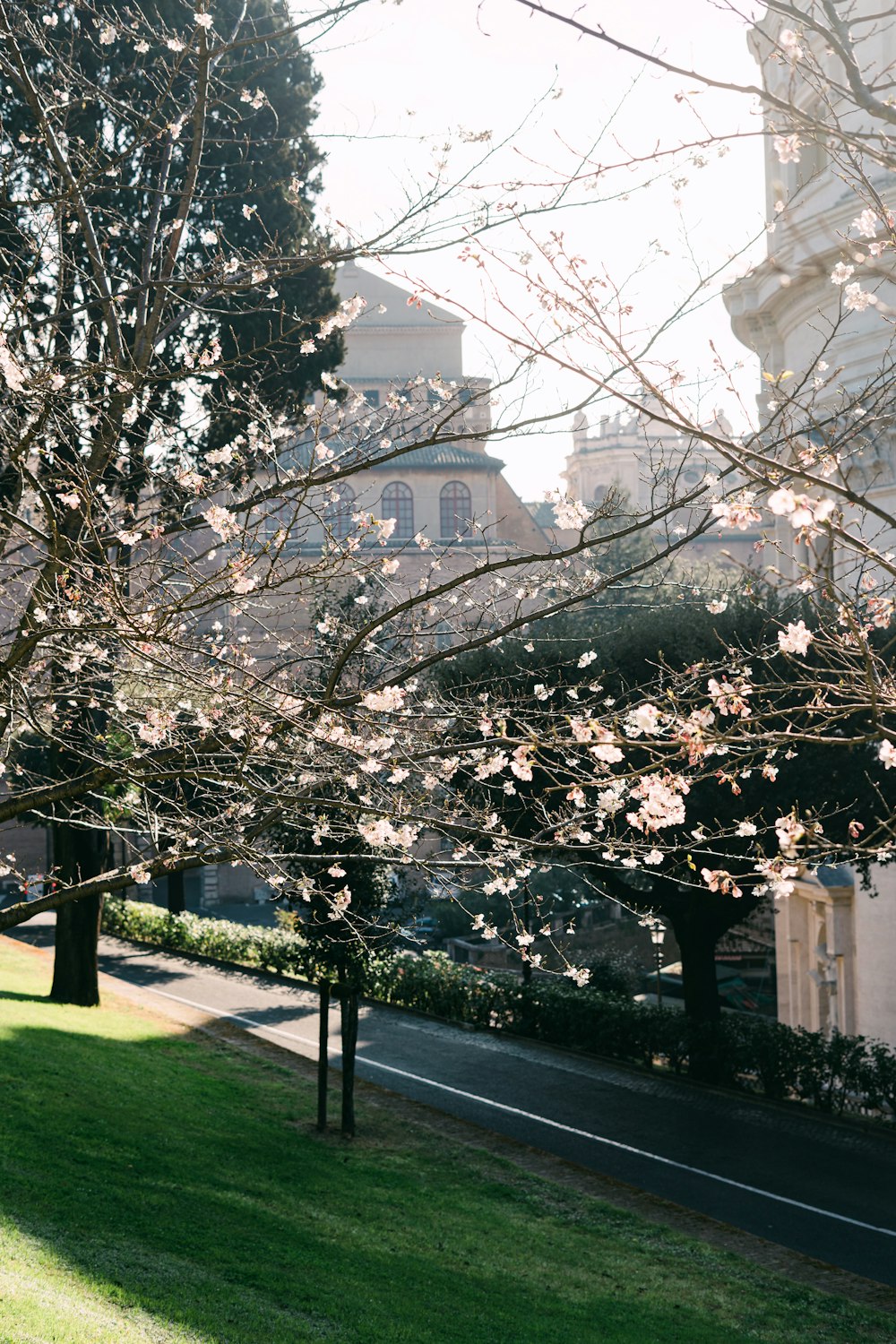 昼間の白いコンクリートの建物の近くにある白い桜の木