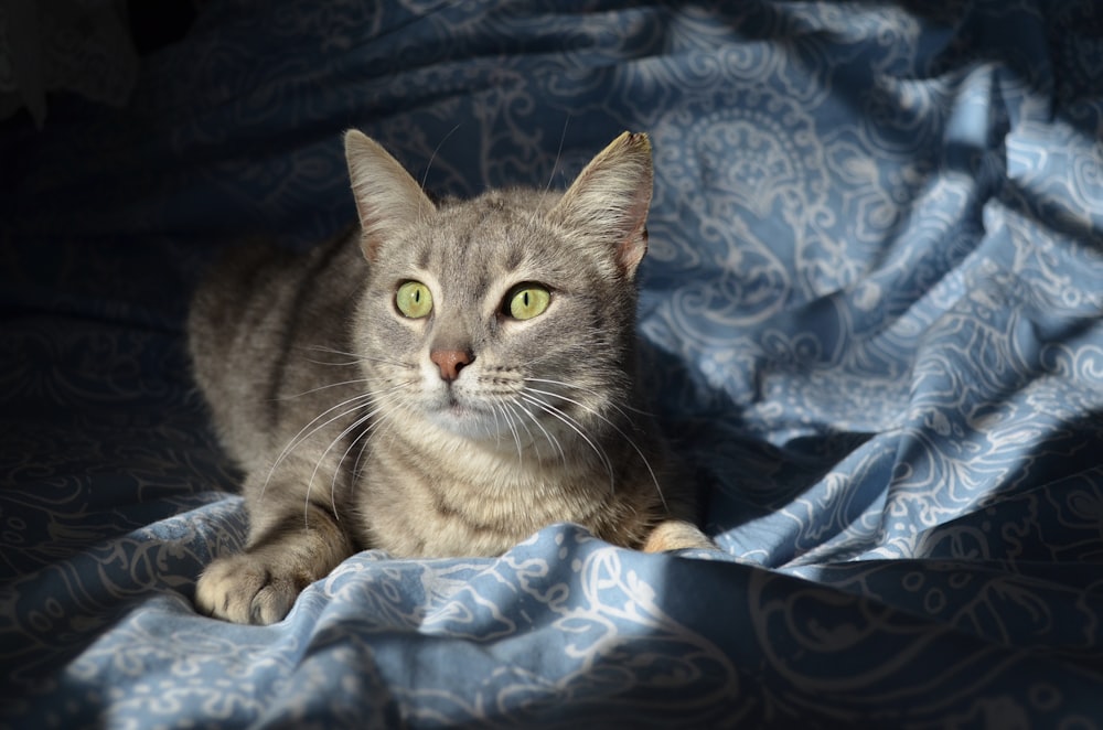 brown tabby cat on blue and white floral textile