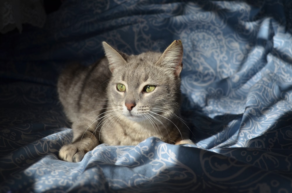 brown tabby cat on blue and white textile