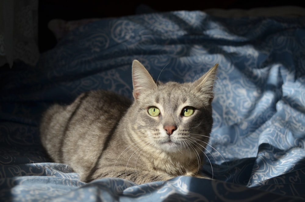 brown tabby cat on blue and white textile