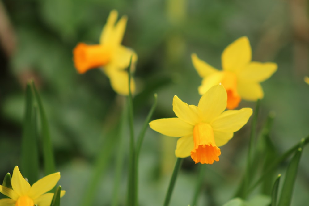 yellow flower in tilt shift lens