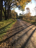 A peaceful country lane lined with tall trees showing early autumn colors