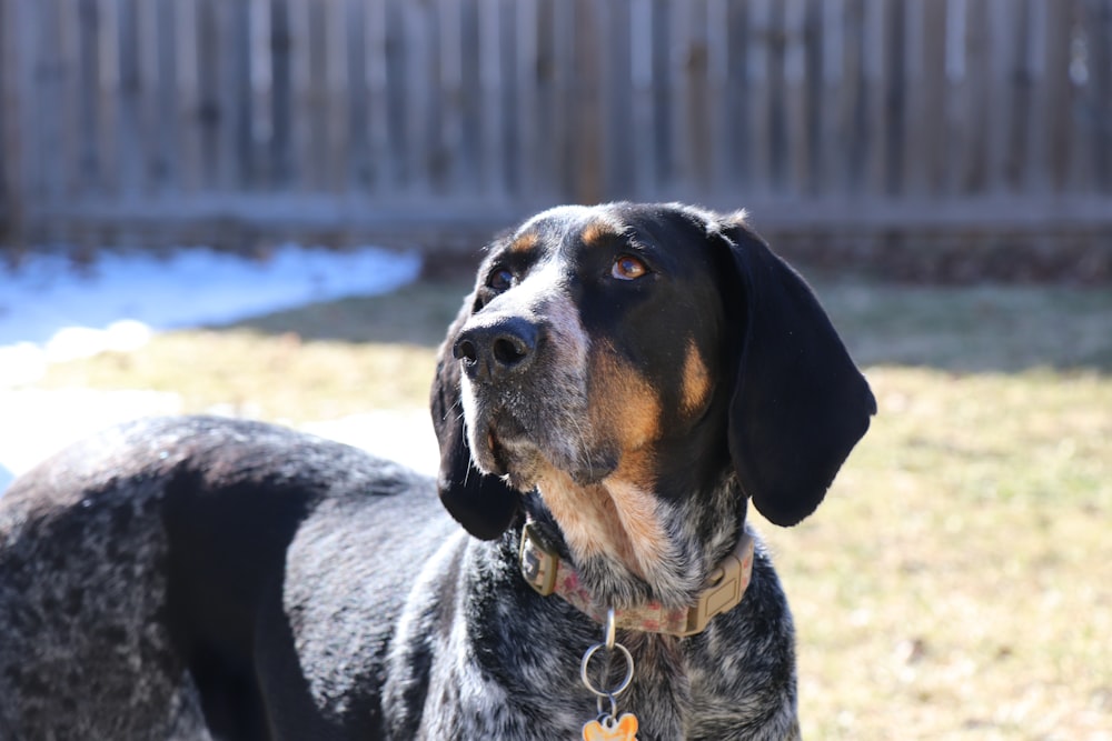 black and brown short coated dog