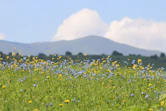 blue flower field during daytime