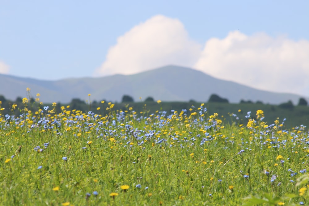 blue flower field during daytime