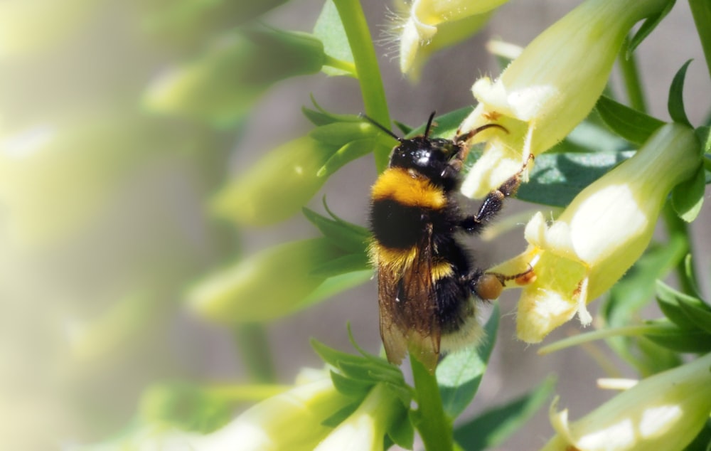 Abeja negra y amarilla sobre flor blanca