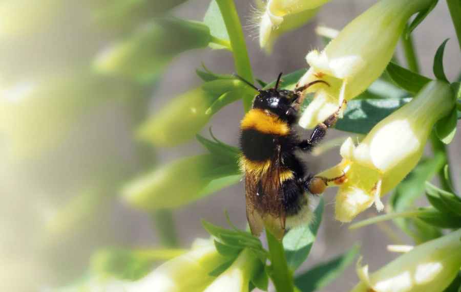 A bee