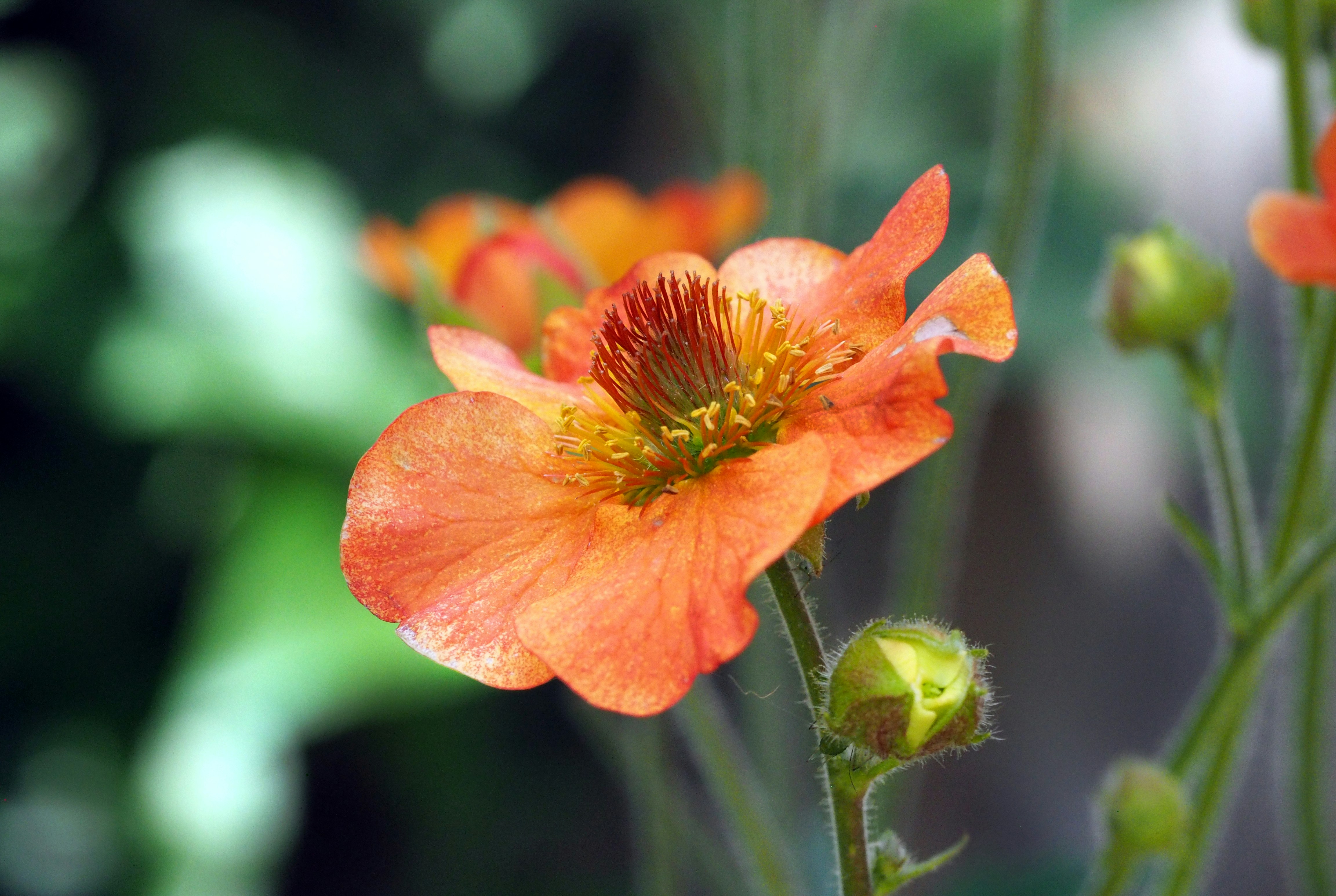 Photo by bigponorris