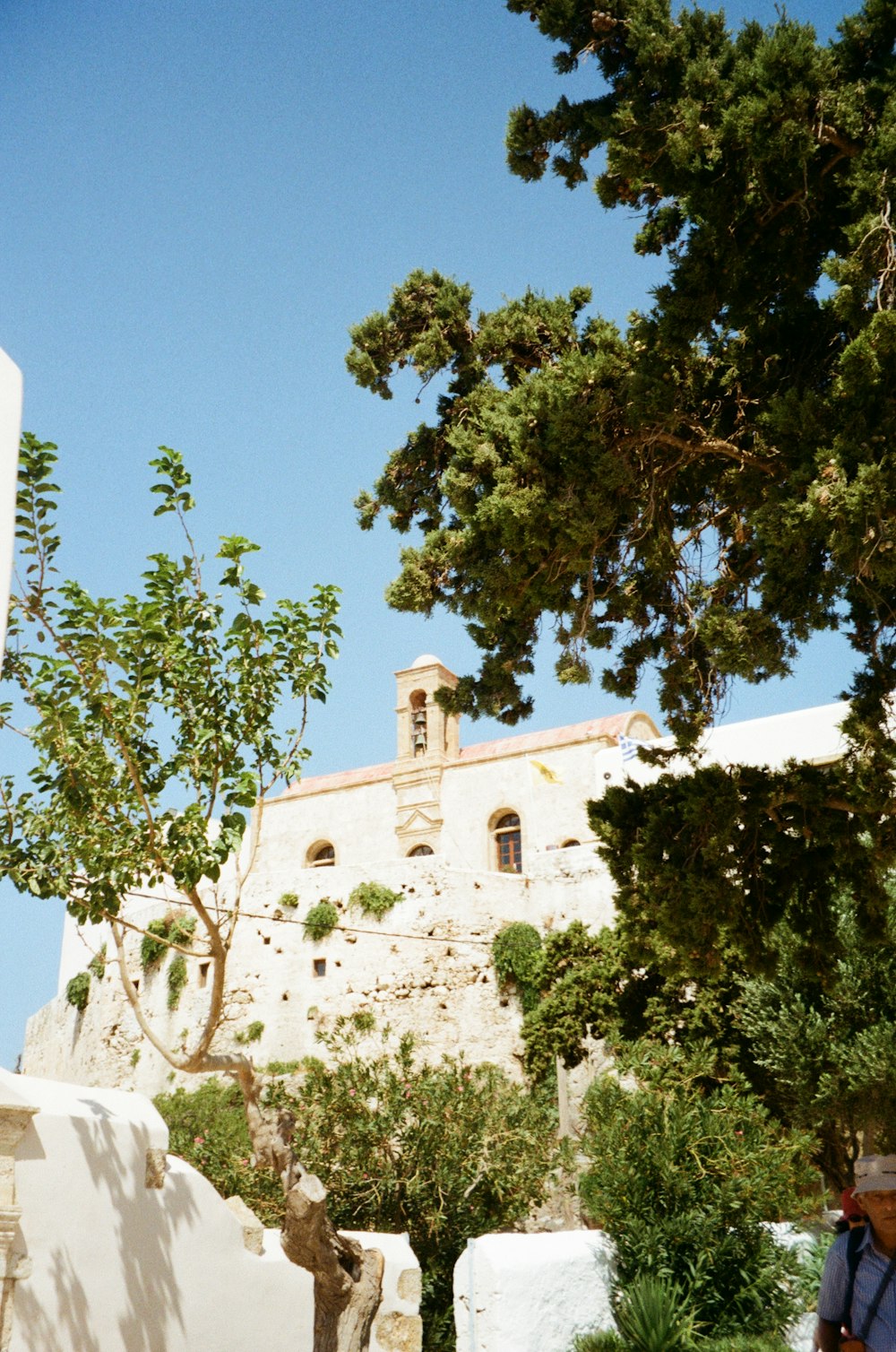 green tree beside white concrete building