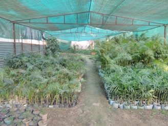 A lush, green plant nursery sheltered by a teal netting, with rows of potted plants neatly arranged on either side of a dirt path, creating a serene, nature-rich environment.