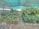 A lush, green plant nursery sheltered by a teal netting, with rows of potted plants neatly arranged on either side of a dirt path, creating a serene, nature-rich environment.