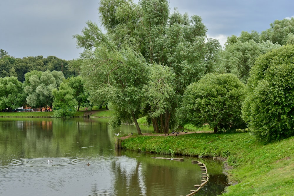 green trees beside river during daytime