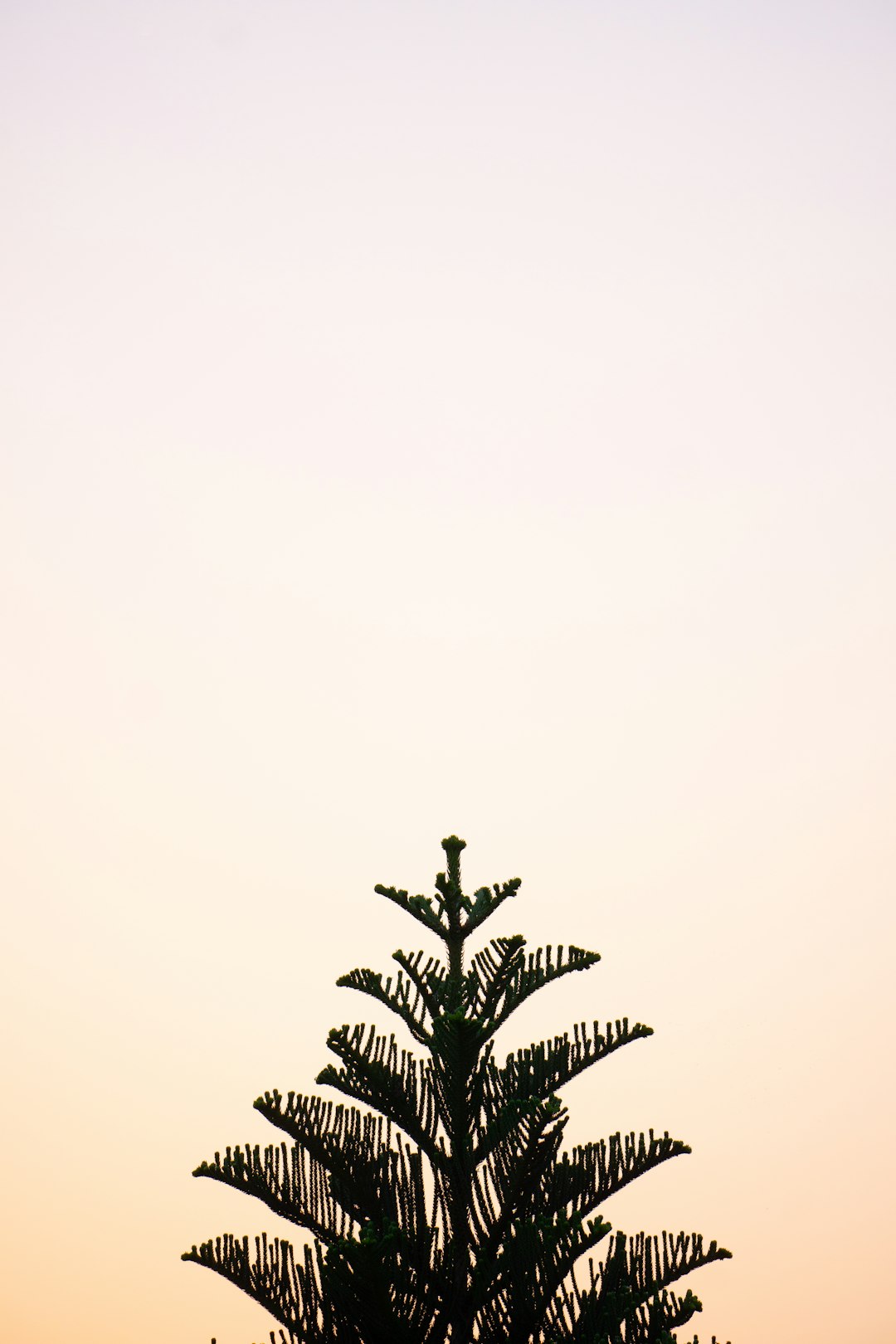 green palm tree under white sky