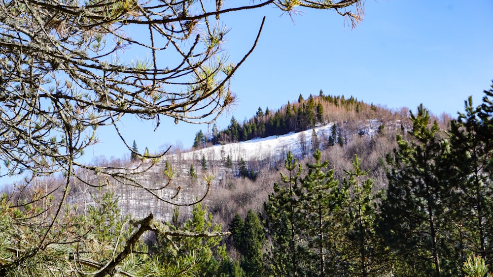 green trees under blue sky during daytime