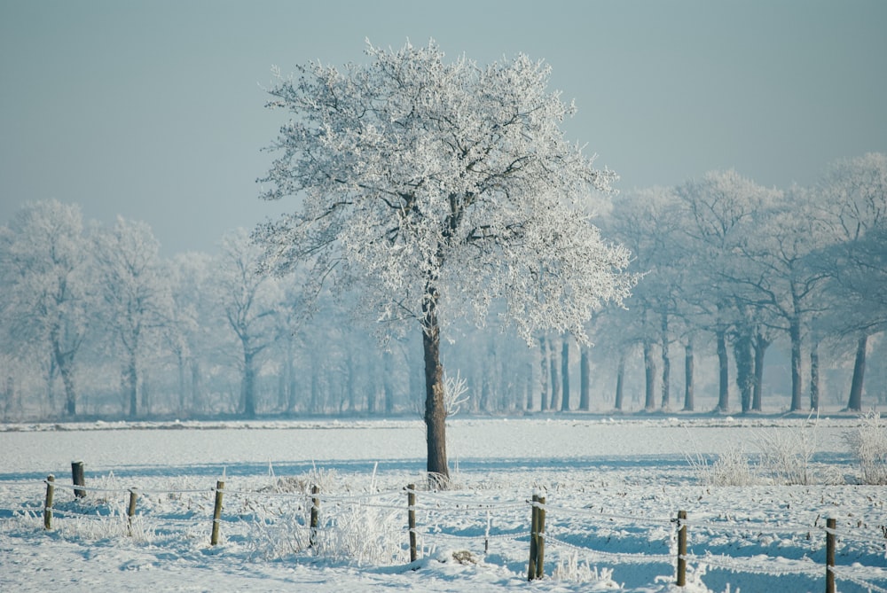 leafless trees on snow covered ground during daytime