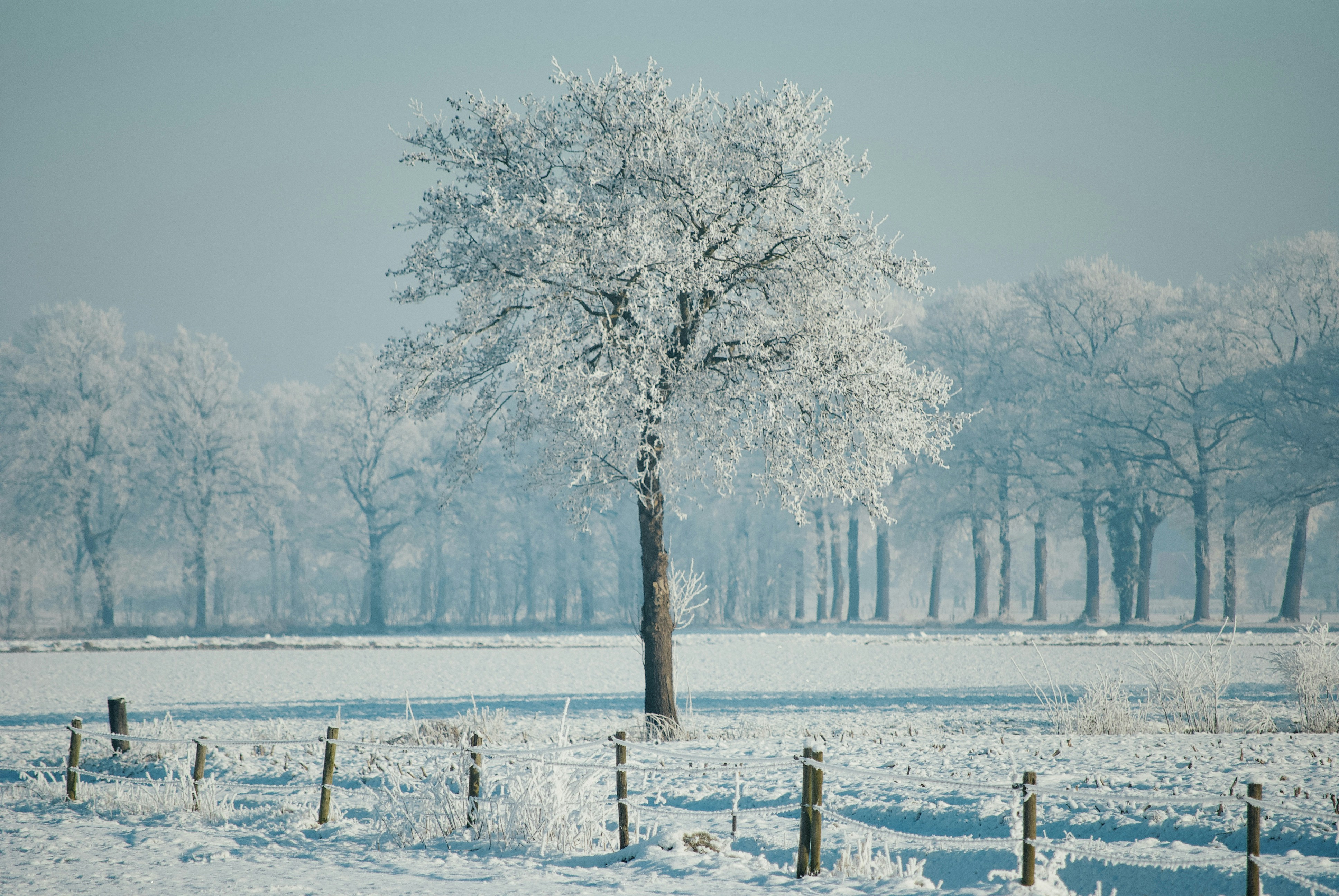 great photo recipe,how to photograph leafless trees on snow covered ground during daytime