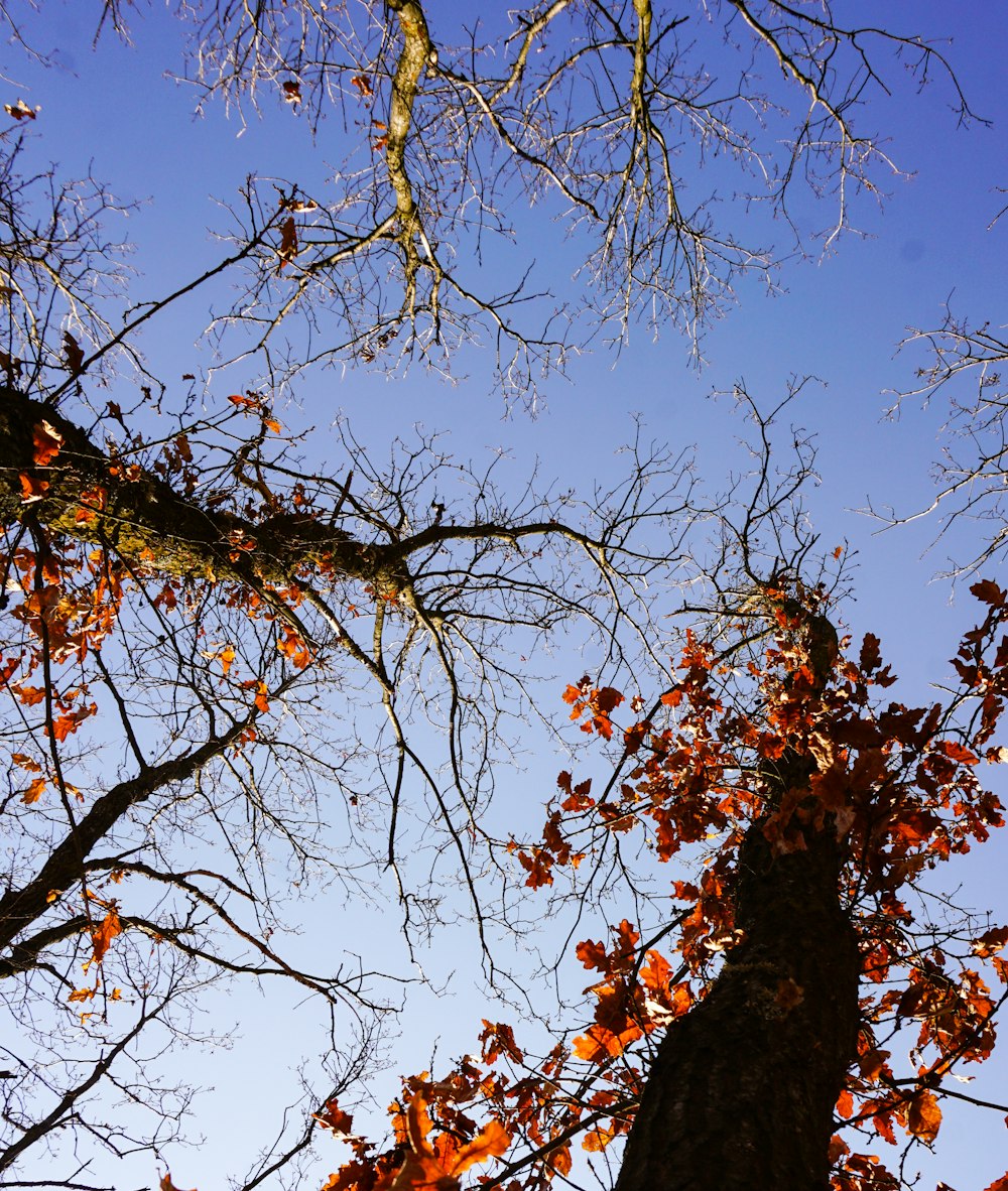 brown leaves on brown tree branch during daytime