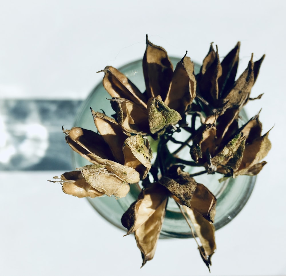 folhas secas marrons na placa cerâmica branca
