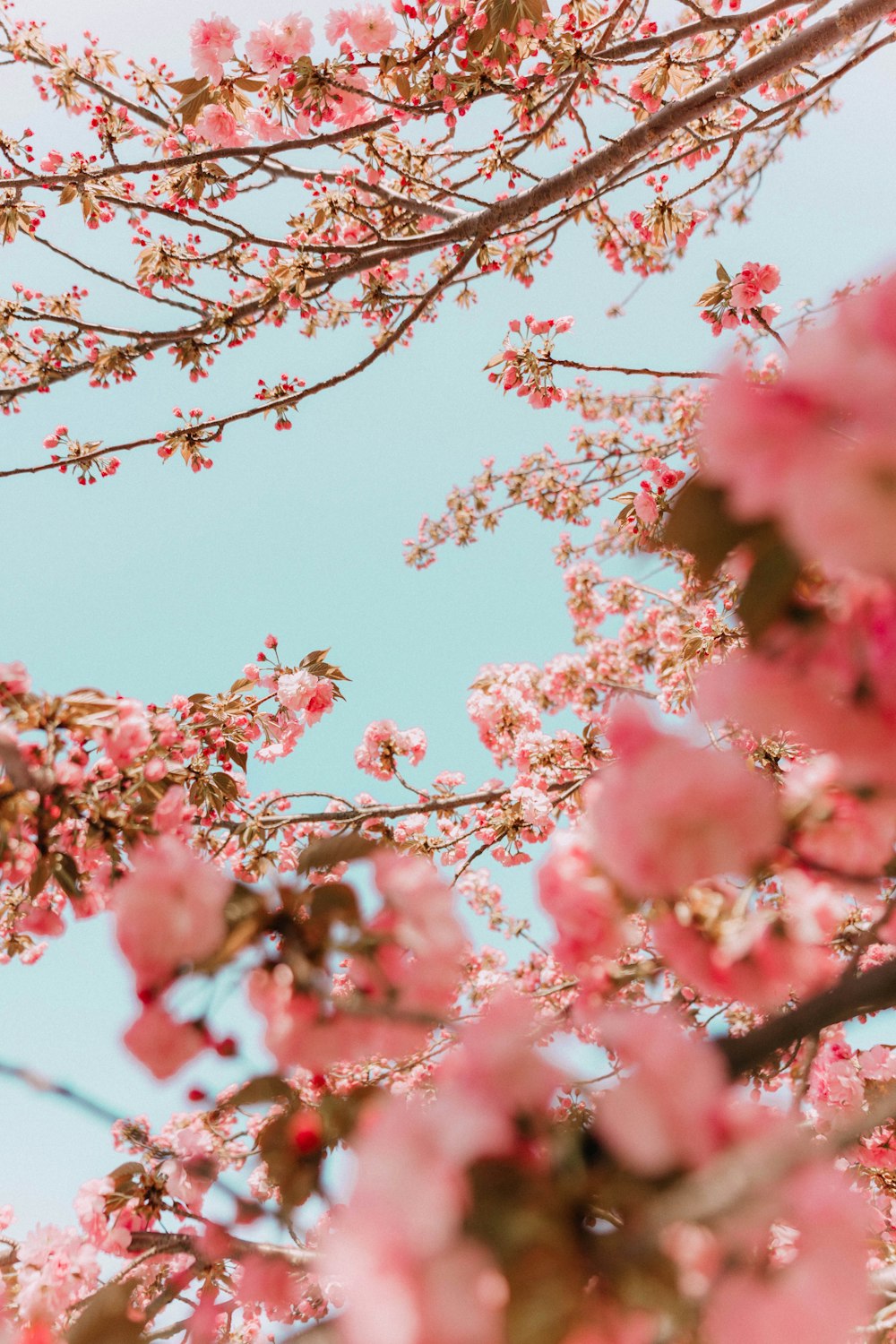 pink cherry blossom tree under blue sky during daytime